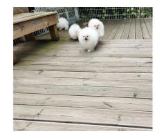 KC White Pomeranian