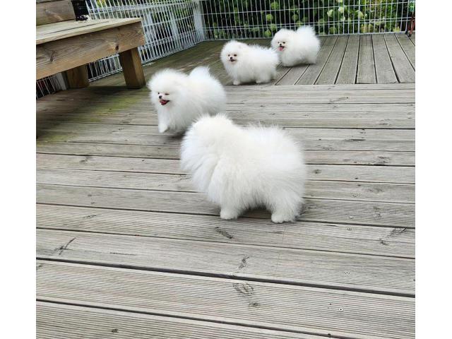 KC White Pomeranian