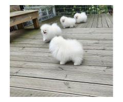 KC White Pomeranian