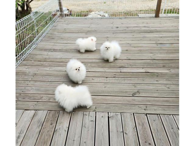 KC White Pomeranian