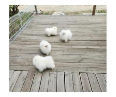 KC White Pomeranian