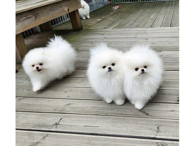 KC White Pomeranian