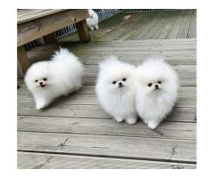 KC White Pomeranian