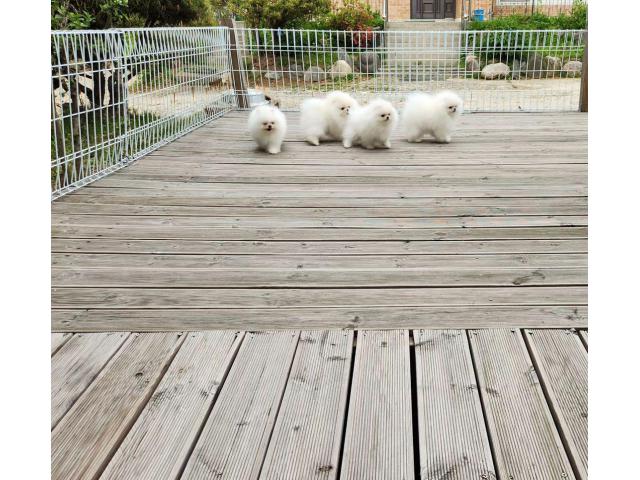 KC White Pomeranian