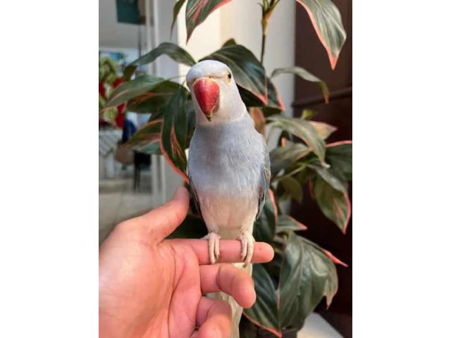 Young and Adult Indian Ringneck Parrots for Sale