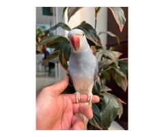 Young and Adult Indian Ringneck Parrots for Sale