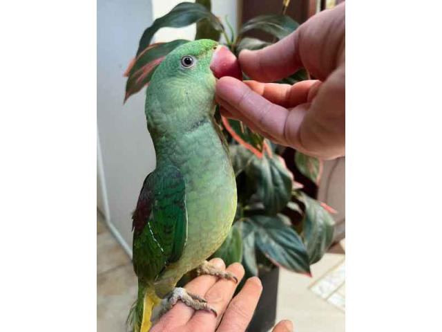 Young and Adult Indian Ringneck Parrots for Sale