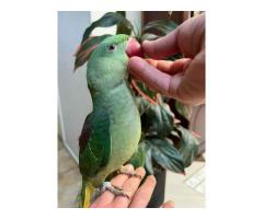 Young and Adult Indian Ringneck Parrots for Sale