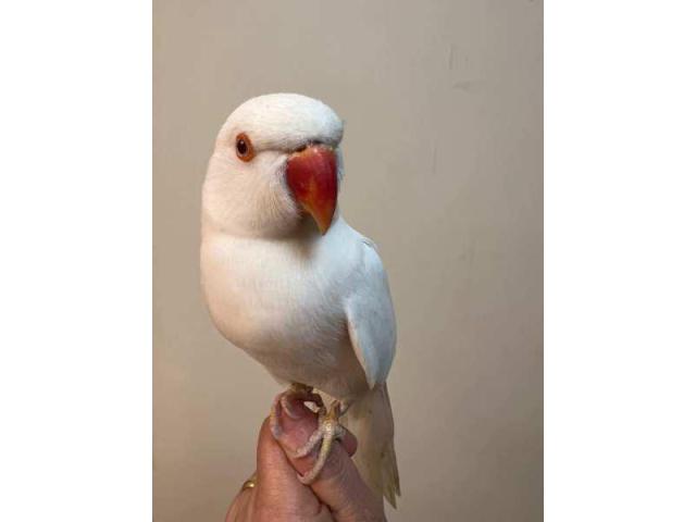 Young and Adult Indian Ringneck Parrots for Sale