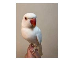 Young and Adult Indian Ringneck Parrots for Sale