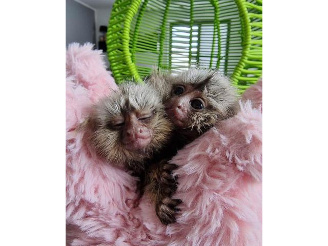 Baby marmoset monkeys for sale