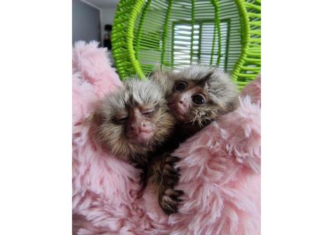 Baby marmoset monkeys for sale