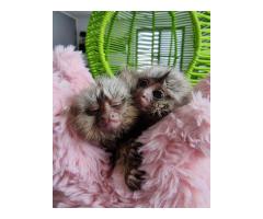 Baby marmoset monkeys for sale