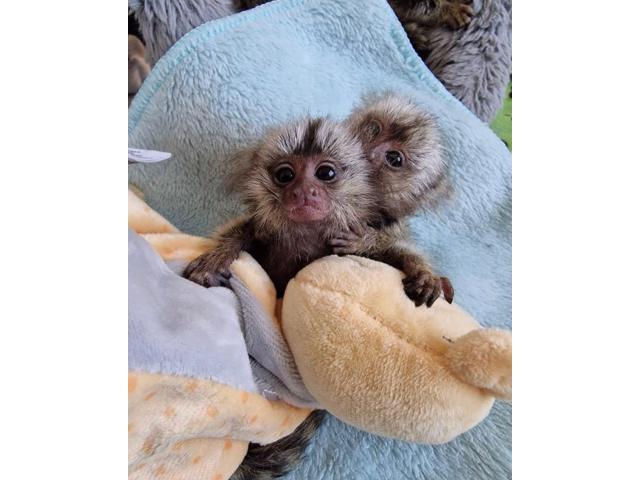 Baby marmoset monkeys for sale