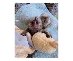 Baby marmoset monkeys for sale