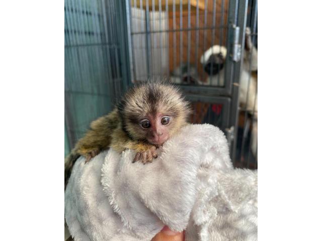 Baby marmoset monkeys for sale