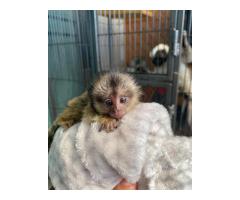 Baby marmoset monkeys for sale