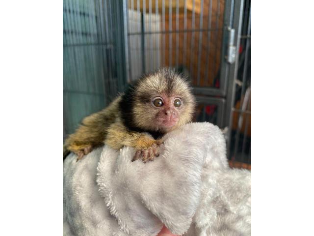 Baby marmoset monkeys for sale