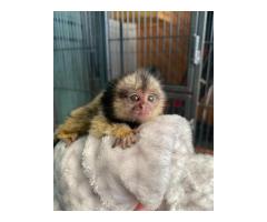 Baby marmoset monkeys for sale