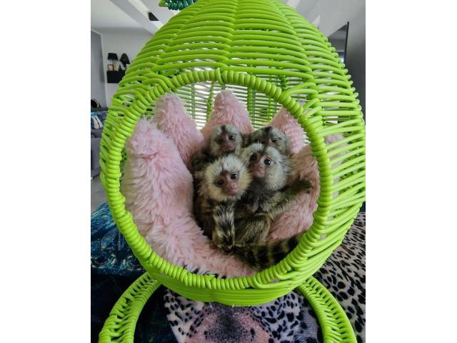 Baby marmoset monkeys for sale