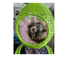 Baby marmoset monkeys for sale