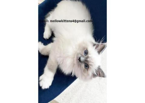 Well socialized Ragdoll Kittens