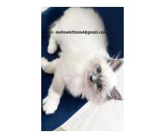 Well socialized Ragdoll Kittens