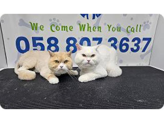 poshpamper mobile pets grooming