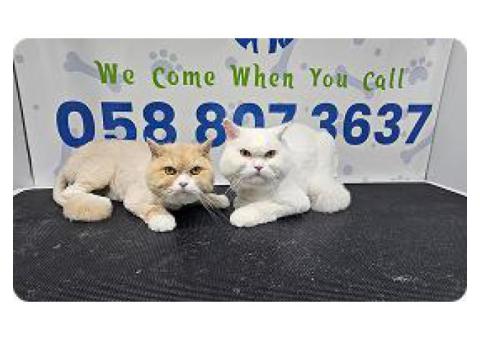 poshpamper mobile pets grooming
