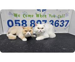 poshpamper mobile pets grooming