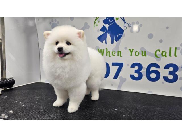 poshpamper mobile pets grooming