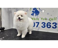 poshpamper mobile pets grooming