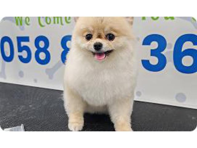 poshpamper mobile pets grooming