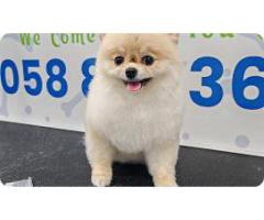 poshpamper mobile pets grooming