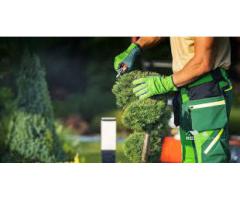 Garden Maintenance Abu Dhabi