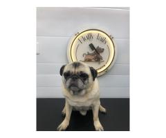 Fluffy Tails - Mobile Pet Grooming in Doha, Qatar