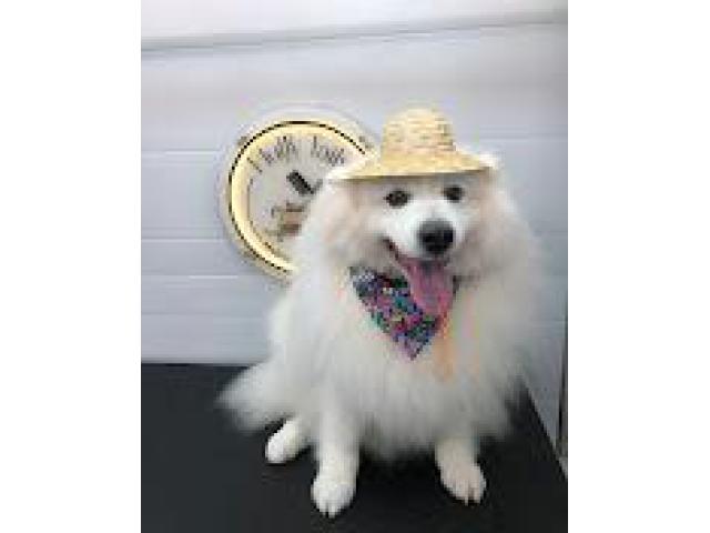 Fluffy Tails - Mobile Pet Grooming in Doha, Qatar