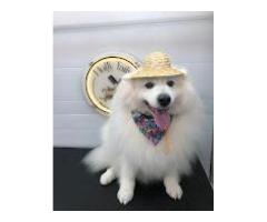 Fluffy Tails - Mobile Pet Grooming in Doha, Qatar