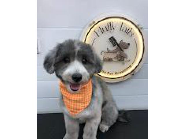 Fluffy Tails - Mobile Pet Grooming in Doha, Qatar
