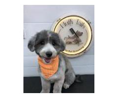 Fluffy Tails - Mobile Pet Grooming in Doha, Qatar