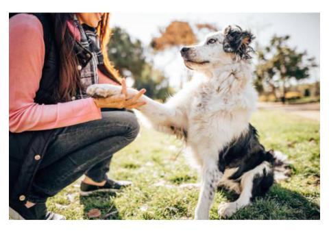 A Comprehensive Guide to Stopping Excessive Alert Barking