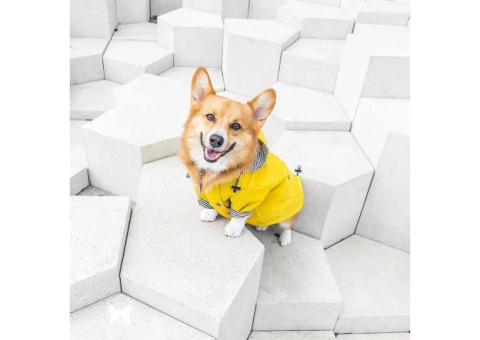 Best Deals on Pet Functional Clothings – Save More with Stridex Clothing