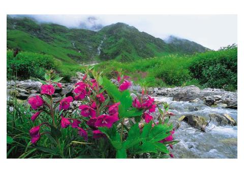 Valley of Flowers Trek Package