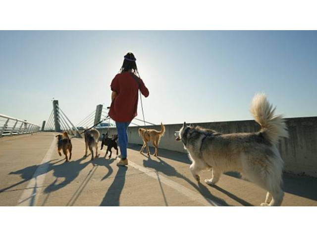 Can Tailored Exercise for Dogs Boost Energy and Improve Behavior