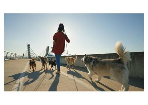 Can Tailored Exercise for Dogs Boost Energy and Improve Behavior