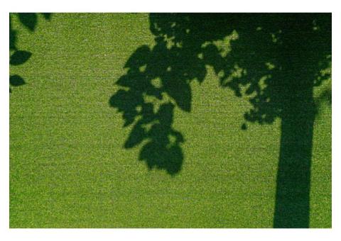 How low maintenance turf can instantly transform home landscapes